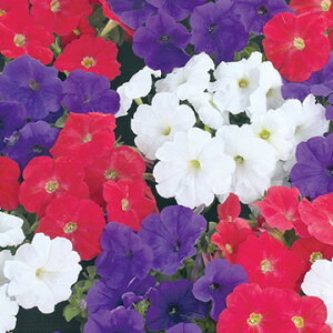 �� �y�`���j�A F1�f�B�[�o �G�b�Z���X �A���t�@ 1�܁y�^�L�C��c�����z�t�܂�