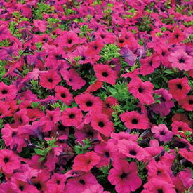 種 ペチュニア F1ウェーブパープル 1袋【タキイ種苗公式】春まき