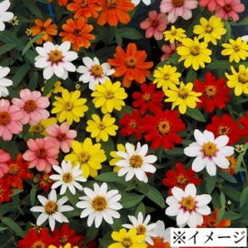 楽天市場 ジニア リネアリスの通販