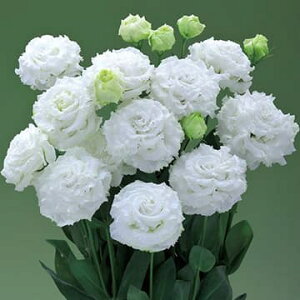  [Xg}igRj[jEF1v}2^zCg 1܁y^LCczt܂ H܂