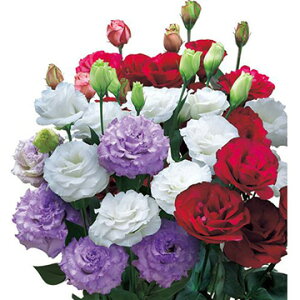  gRLLEi[Xg}jF1GWC ~bNX 1܁y^LCczt܂ H܂