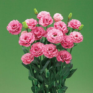  [Xg}igRj[jF1~N[Y 1܁y^LCczt܂ H܂