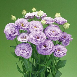  gRLLEi[Xg}jF1fB[ 1܁y^LCczt܂ H܂