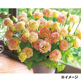 楽天市場 バラ 種子 ガーデニング 農業 花 ガーデン Diyの通販