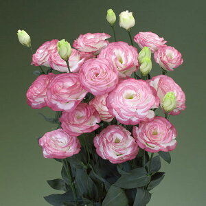  gRLLEi[Xg}jF1~NbvX 1܁y^LCczt܂ H܂