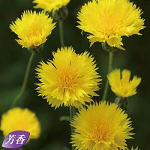  ԑiZg[AjCG[T^ 1܁y^LCczH܂