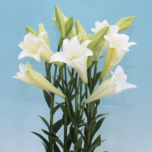  VSCS F1xK 1܁y^LCczt܂