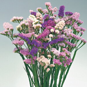  j[iX^[`Xj\sA  1܁y^LCczH܂