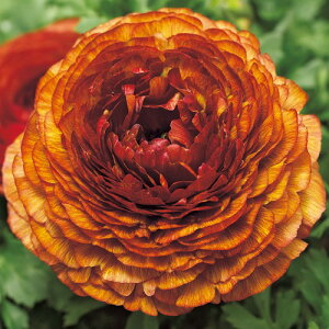  iLXEF1}VF `R[g 1܁y^LCczH܂