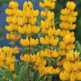 楽天市場 ルピナス 花の通販