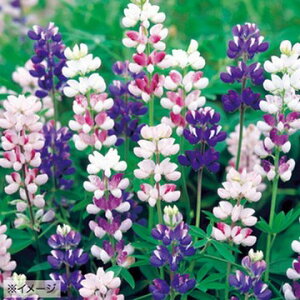 苗 ルピナス 種の人気商品 通販 価格比較 価格 Com 苗 ルピナス 種の人気商品 通販 価格比較 価格 Com