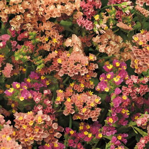  j[iX^[`XjEQIS AvRbg 1܁y^LCczH܂