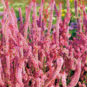  j[iX^[`XjEsN |[J[Y 1܁y^LCczH܂