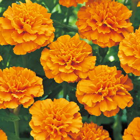 楽天市場 花の種子 種類 植物 マリーゴールド 種子 ガーデニング 農業 花 ガーデン Diyの通販