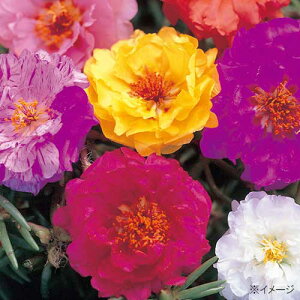 �� ���t���O ���d�獬�� 1�܁y�^�L�C��c�����z�t�܂�