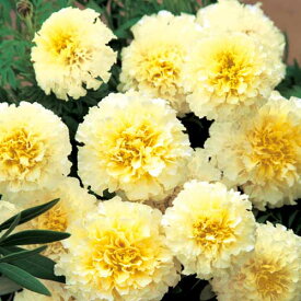 楽天市場 花の種子 種類 植物 マリーゴールド 種子 ガーデニング 農業 花 ガーデン Diyの通販 楽天市場 花の種子 種類 植物 マリーゴールド 種子 ガーデニング 農業 花 ガーデン Diyの通販