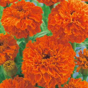  AtJ}[S[hie) L[XIW 1܁y^LCczt܂