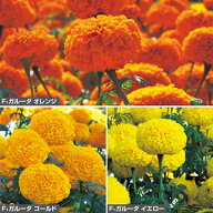 種 アフリカンマリーゴールド（万寿菊）F1ガルーダ系（花タネ）セット 1組【タキイ種苗公式】春まき