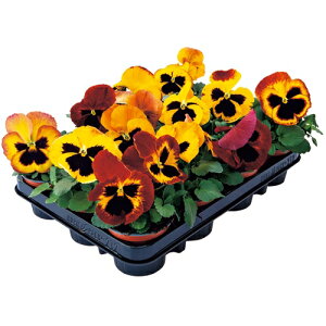  pW[EF1CXpCAvX t@CATvCY 1܁y^LCczH܂