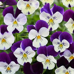  rI L[eB 1܁y^LCczH܂