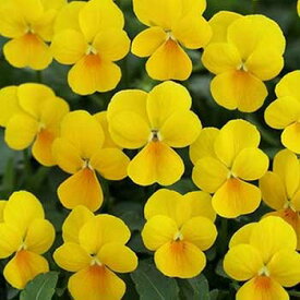 楽天市場 ビオラ 種の通販