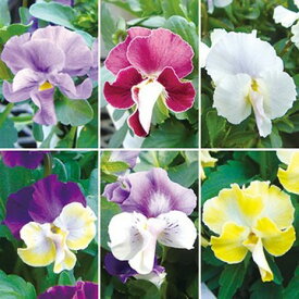 楽天市場 珍しい ビオラの通販