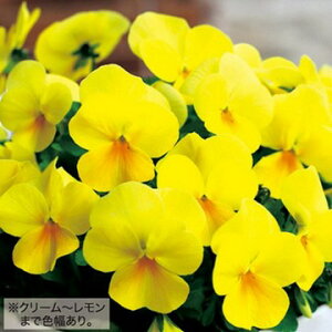  rI F1Ђ悱 1܁y^LCczH܂