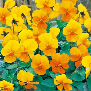 �� �r�I�� F1�r�r �N���A�I�����W 1�܁y�^�L�C��c�����z�H�܂�