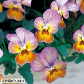 楽天市場 珍しい ビオラの通販 楽天市場 珍しい ビオラの通販