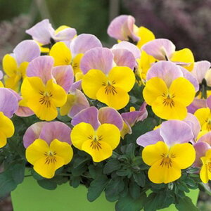  rI F1\xXP CG[sNWvAbv 1܁y^LCczH܂