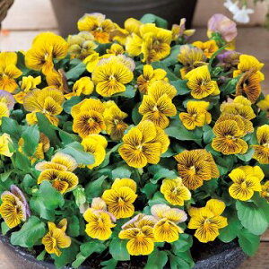  rI lbg[NCv 1܁y^LCczH܂