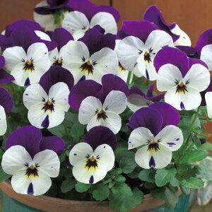  rI F1t[p[ p[vp[Y 1܁y^LCczH܂