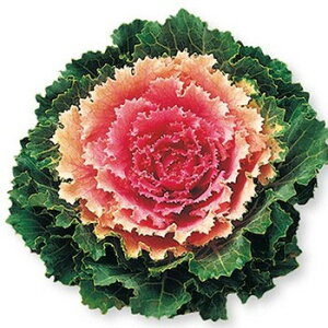  tO F1 1܁y^LCczH܂