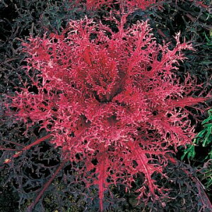  tO F1gႭ 1܁y^LCczH܂