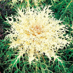  tO F1Ⴍ 1܁y^LCczH܂