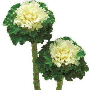  tO F1bt zCg 1܁y^LCczH܂