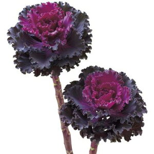  tO F1bt bh 1܁y^LCczH܂