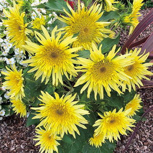 �� �Ђ܂�� �L���[�e�B�[������ 1�܁y�^�L�C��c�����z�t�܂�