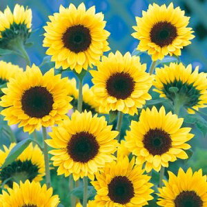 �� �Ђ܂�� F1�T�}�[�T�����b�`�p�C��45 1�܁y�^�L�C��c�����z�t�܂�