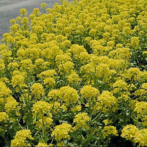  p iϗpԍ s 1܁y^LCczH܂