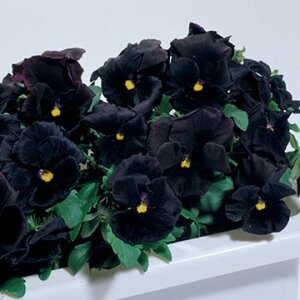  pW[ ubNvX 1܁y^LCczH܂