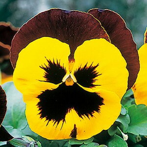  pW[ F1sJ\ bhCG[ub` 1܁y^LCczH܂