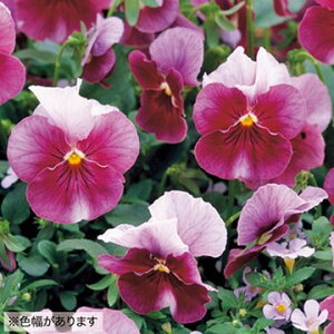  EB^[pW[ F1i` tXeB[Y 1܁y^LCczH܂