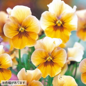  EC^[pW[ F1i` uYVF[h 1܁y^LCczH܂