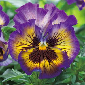  pW[ F1tYVY x[ 1܁y^LCczH܂