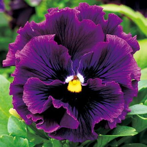  pW[ F1tYVY o[KfB 1܁y^LCczH܂