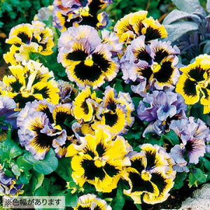  pW[ F1tYVY CG[u[X[ 1܁y^LCczH܂