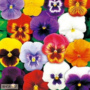  pW[ F1pm[ ~bNXXP 1܁y^LCczH܂