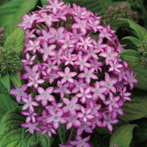 �� �y���^�X F1�M�����N�V�[�p�[�v���X�^�[ 1�܁y�^�L�C��c�����z�t�܂�