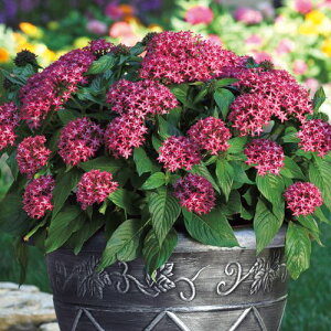 �� �y���^�X F1�M�����N�V�[���b�h�X�^�[ 1�܁y�^�L�C��c�����z�t�܂�